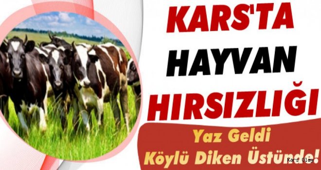 Kars'ın Köylerinde Hayvan Hırsızları İş Başında