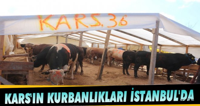 Kars'ın Kurbanlıkları İstanbul'da