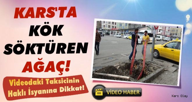 Kars'ta Ağacı Kökünden Söktüler