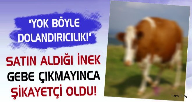 Kars’ta Aldığı İnek Gebe Çıkmayınca Şikâyetçi Oldu!