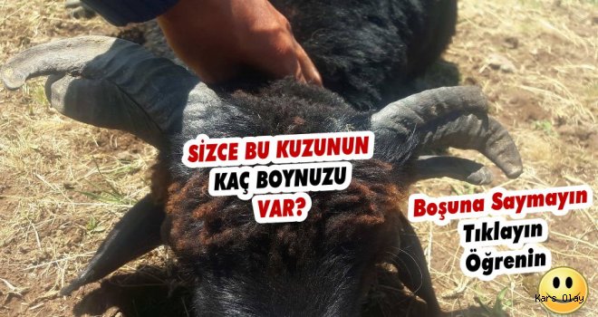 Kars'ta Bu Kuzunun Boynuzu Görenleri Şaşırıyor