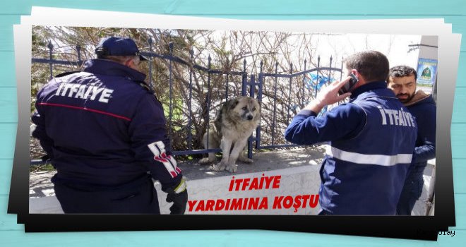 Kars'ta Demir Parmaklıklara Sıkışan Köpeği İtfaiye Kurtardı