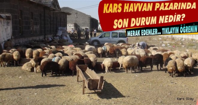 Kars'ta Hayvan Pazarında Son Durum Nedir?