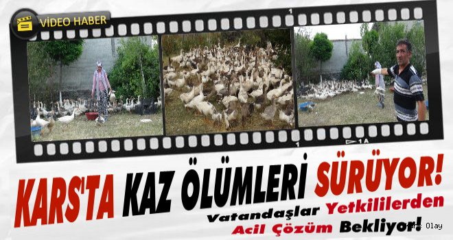 Kars'ta Kaz Ölümleri Korkuya Neden Oluyor!