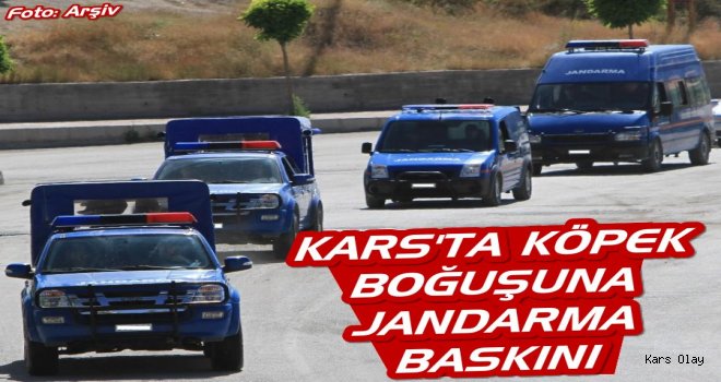 Kars'ta Köpek Boğuşuna Jandarma Baskını!