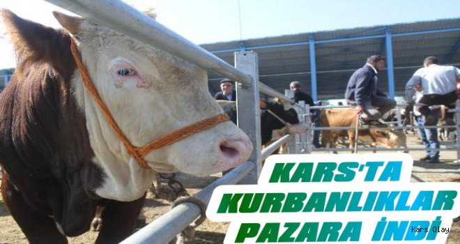 Kars'ta Kurbanlıklar Pazara İndi