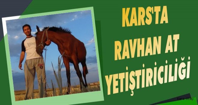 Kars’ta rahvan at yetiştiriciliği