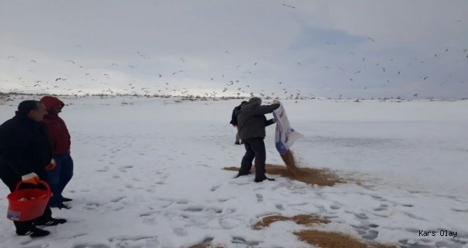Kars'ta Yabani Kuşlara Yem Takviyesi