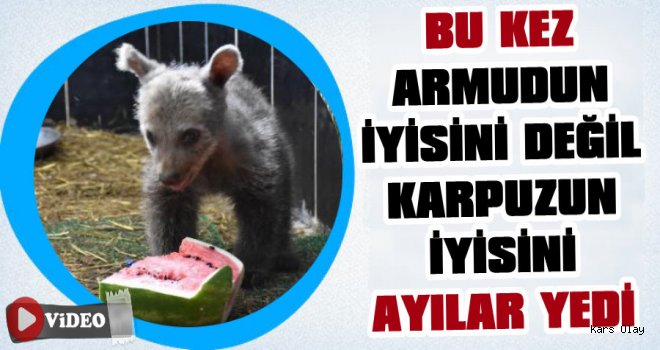 Kars'ta Yavru Ayılar Karpuzla Besleniyor