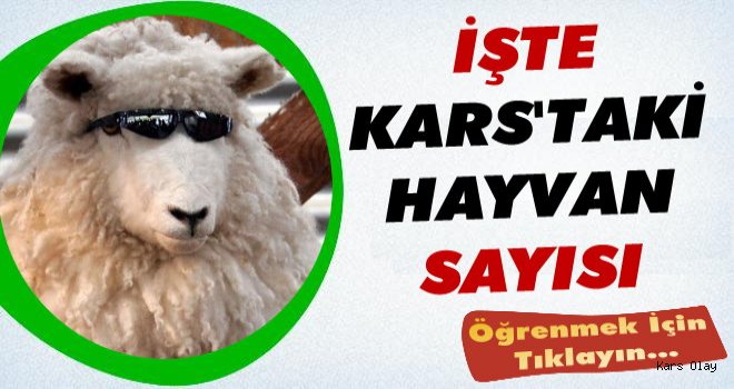 Kars'taki Hayvan Sayıları Açıklandı