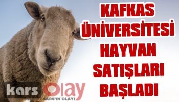 KAÜ Kurbanlık Hayvan Satışına Başladı