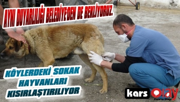 Köylerdeki Sokak Hayvanları Kısırlaştırılıyor