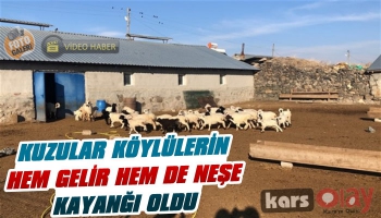 Kuzular Köylülerin Hem Gelir Hem de Neşe Kaynağı