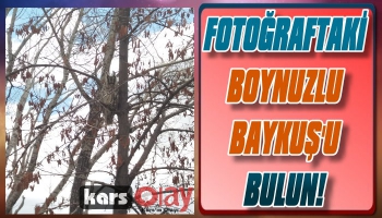 Nesli Tükenen Boynuzlu Baykuş Kars'ta Görüldü