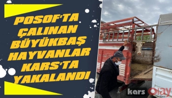 Posof'ta Çalınan Büyükbaş Hayvanlar Kars'ta Yakalandı