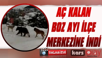 Sarıkamış'ta Aç Kalan Boz Ayı Şehre İndi