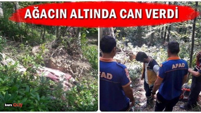 Sarıkamış'ta Devrilen Ağaç Can Aldı!