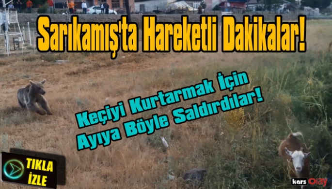 Sarıkamış'ta Keçiyi  Ayı Saldırısından Vatandaşlar Kurtardı!