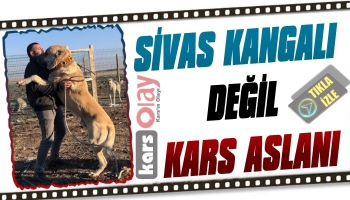 Sivas Kangalı Değil Kars Aslanı