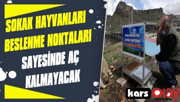 Sokak Hayvanları Beslenme Noktaları Sayesinde Aç Kalmayacak