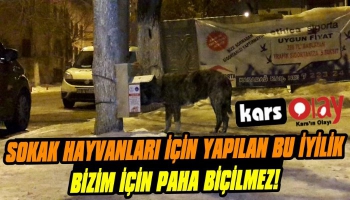 Sokak Hayvanları İçin Yapılan Bu İyilik Paha Biçilmez!