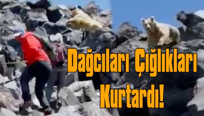 Turist Dağcıların Albino Ayı Korkusu!