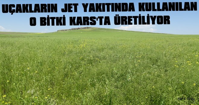 Uçakların Jet Yakıtında Kullanılan Bitki Kars'ta Yetiştiriliyor