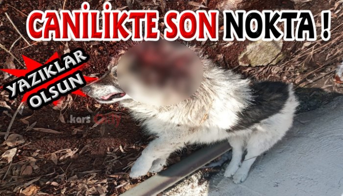 İki sokak köpeği vahşice katledildi!