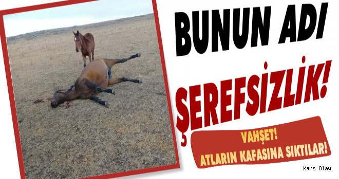 Vahşet! Arpaçay'da At Katliamı