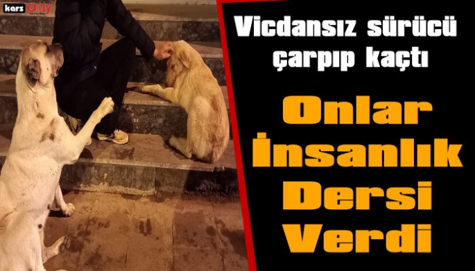 Vicdansız sürücü sokak köpeğine çarpıp kaçtı, onlar insanlık dersi verdi