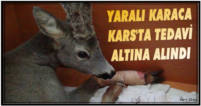 Yaralı Karaca Kars'ta Tedavi Altın Aldındı