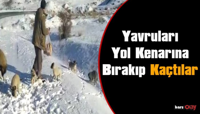 Yol Kenarına Köpek ve Yavrularını Bırakıp Kaçtılar