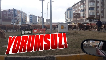 Yorumsuz! Kavşaktan İnek Sürüsünü Geçirdiler